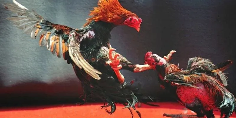 Giới thiệu về sảnh đá gà Typhu88